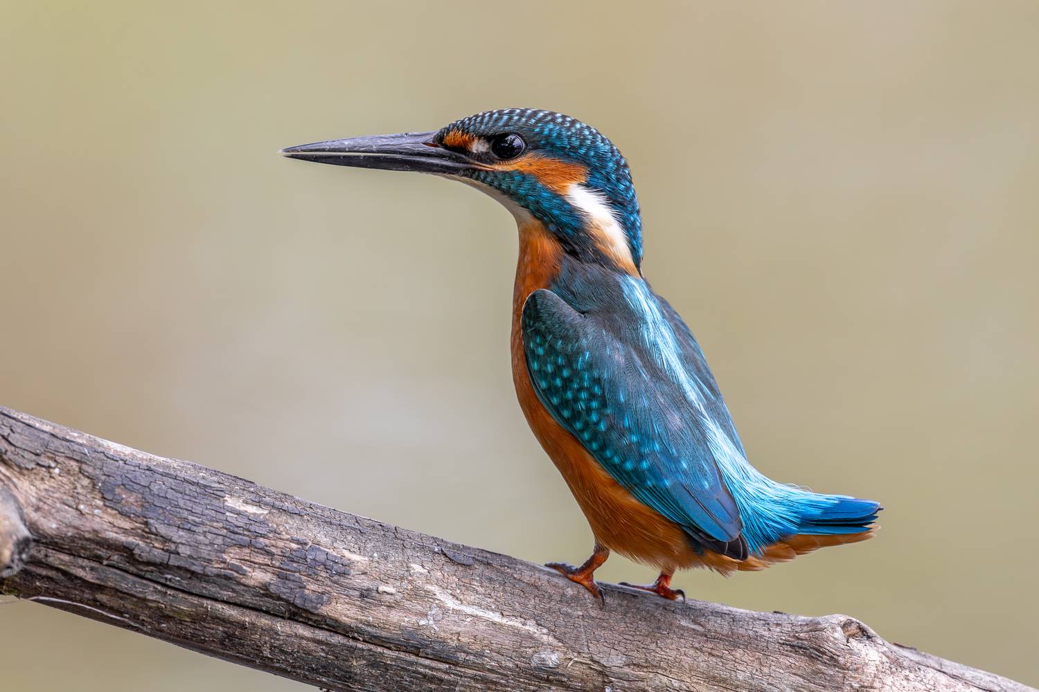 , Антон Науменко