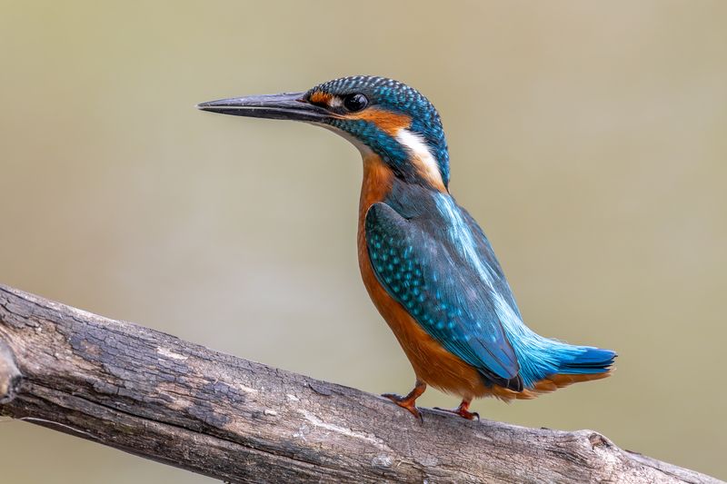 Возмущен фото превью