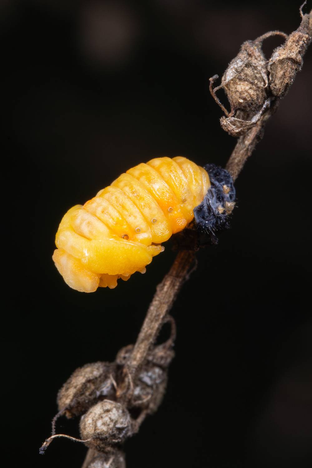 макро, насекомые, Ольга Таланцева