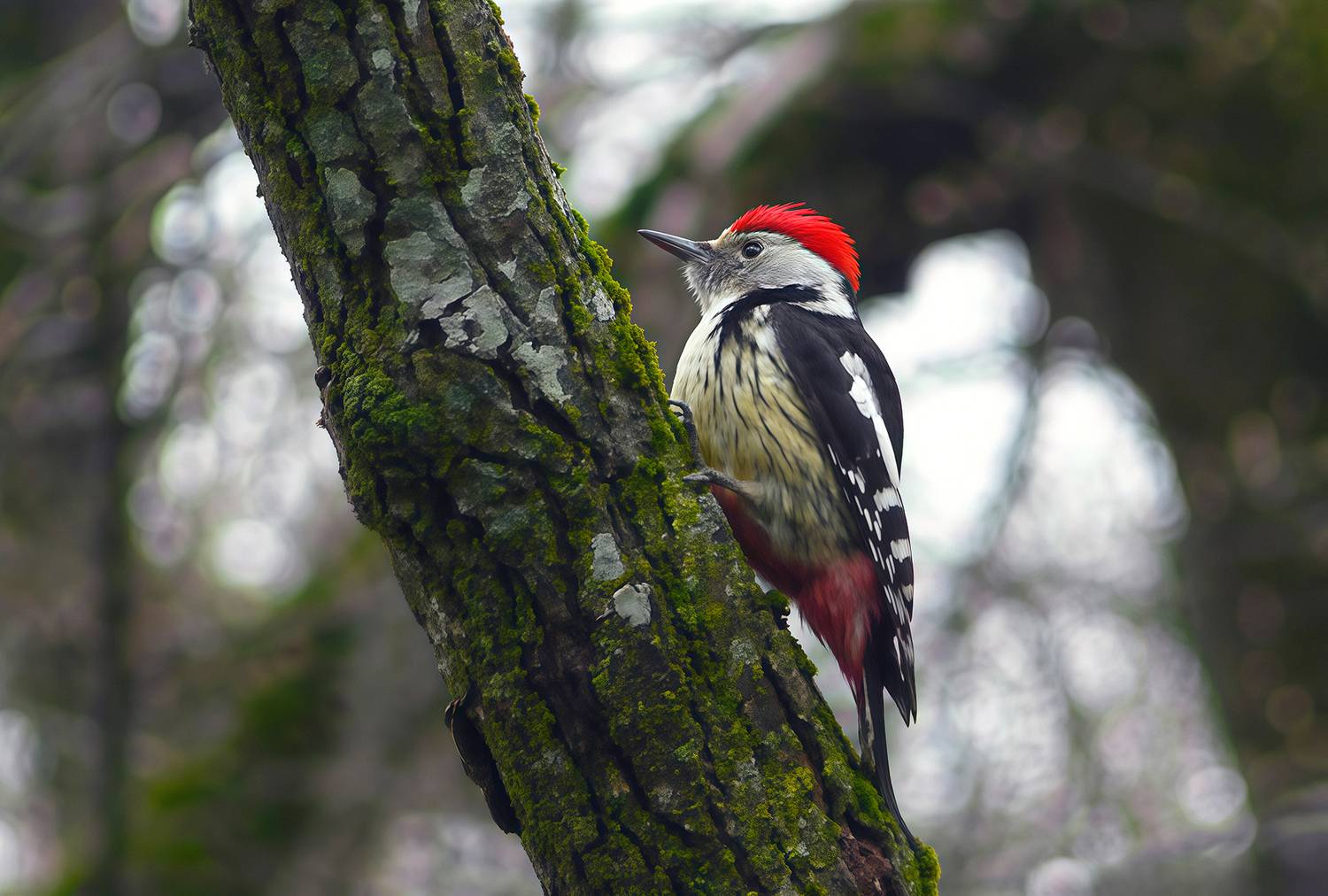 дятел, средний пёстрый дятел, средний дятел, вертлявый дятел, dendrocoptes medius, КарОл