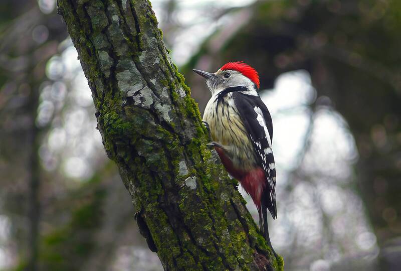 дятел, средний пёстрый дятел, средний дятел, вертлявый дятел, dendrocoptes medius Средний пёстрый дятел фото превью