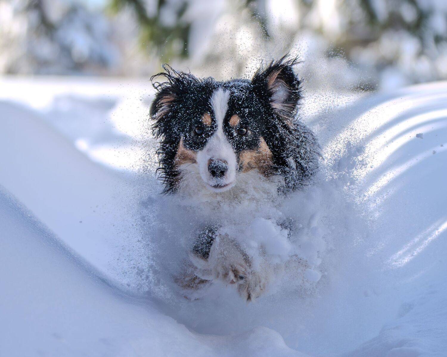 , Сергей Жиркевич