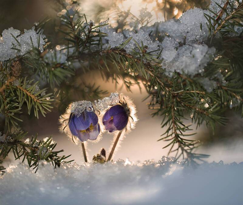 прострел, сон-трава, подснежник, якутия, нерюнгри, весна, женялевина, евгениялевина, растениялевиной Весна... фото превью