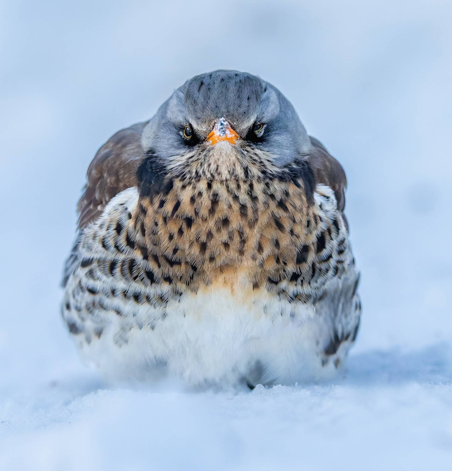 , Дем Константин