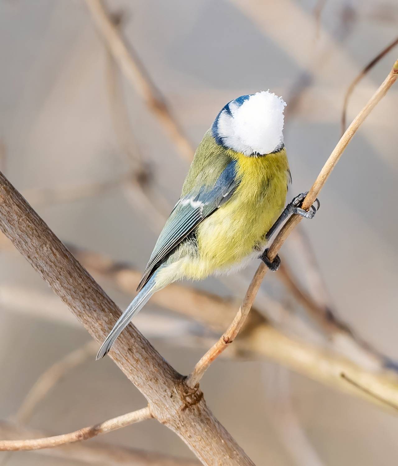 , Дем Константин