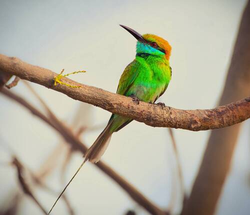 Bee eater