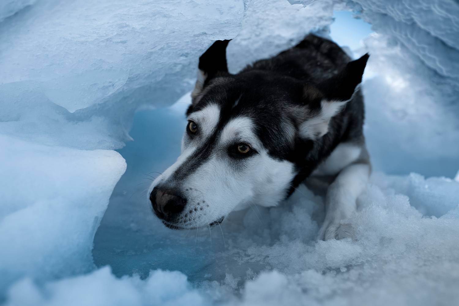 , Светлана Писарева