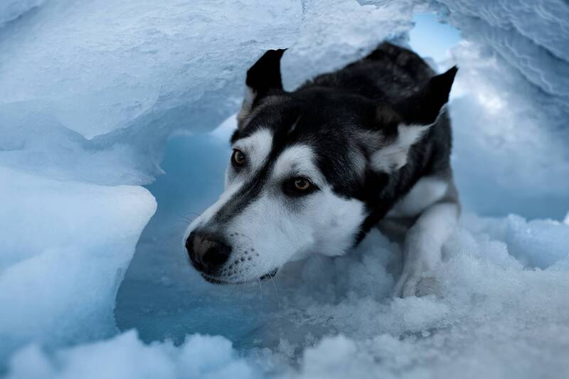 Шаня фото превью