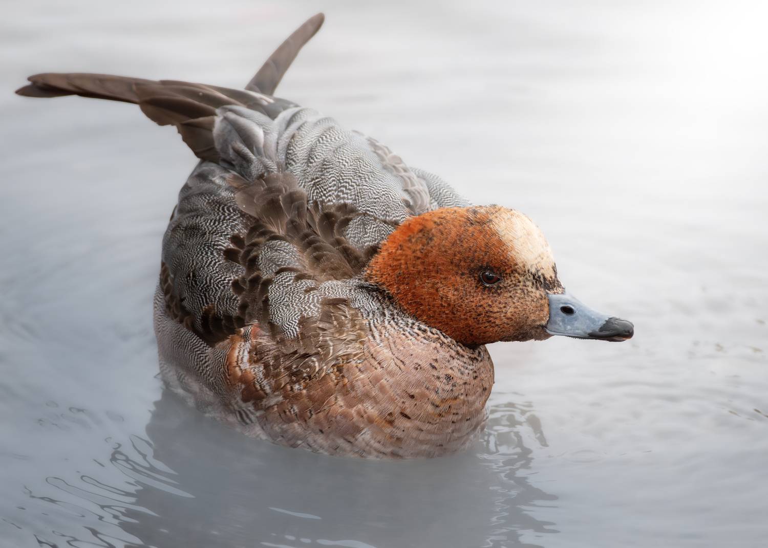 , Полина Шальнева