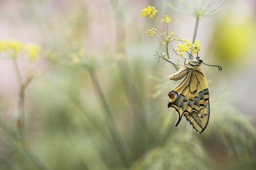 Papilio machaon