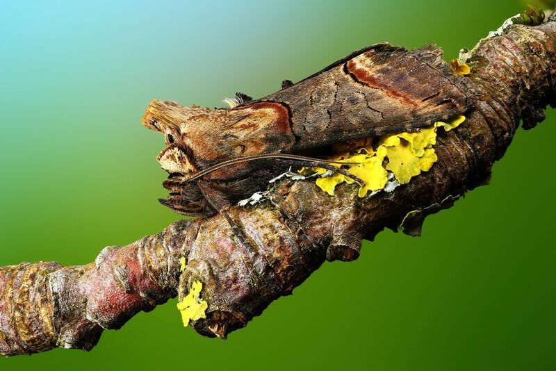 макро, природа, насекомое, бабочка, растение, ветка Дама фото превью