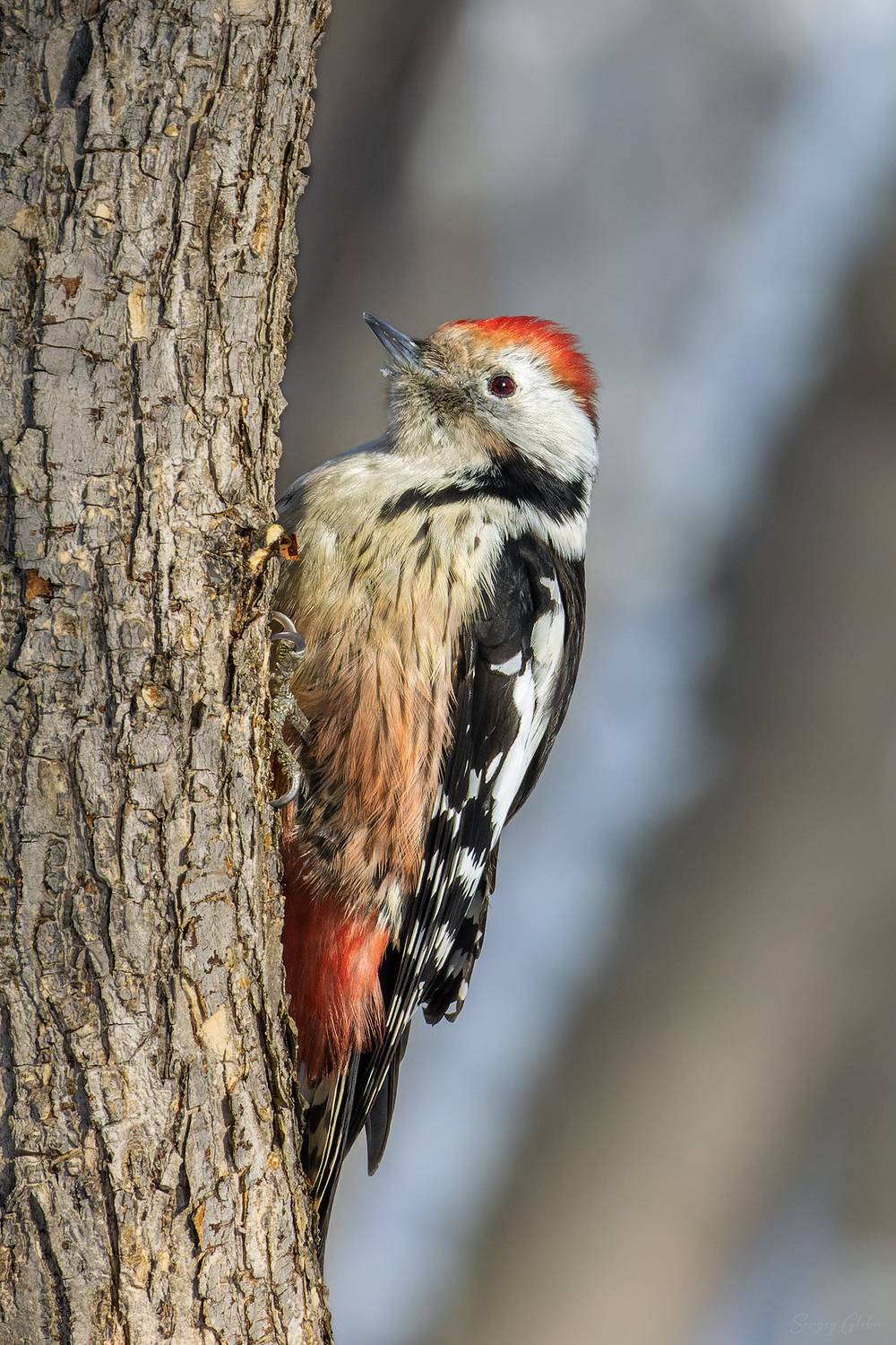 дятел, Глебов Сергей
