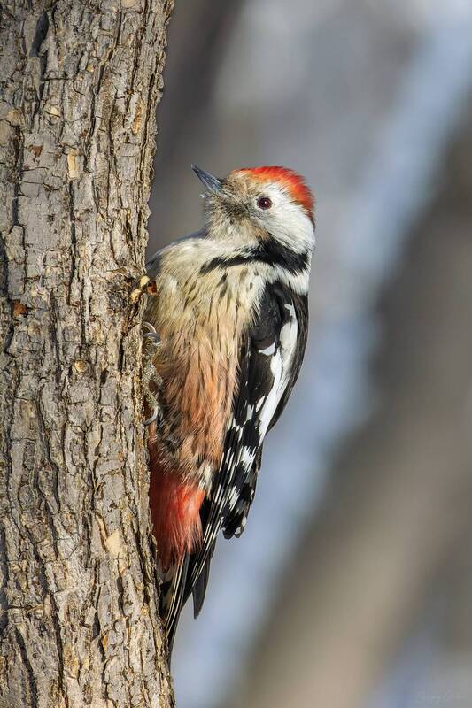 дятел Средний пёстрый дятел фото превью