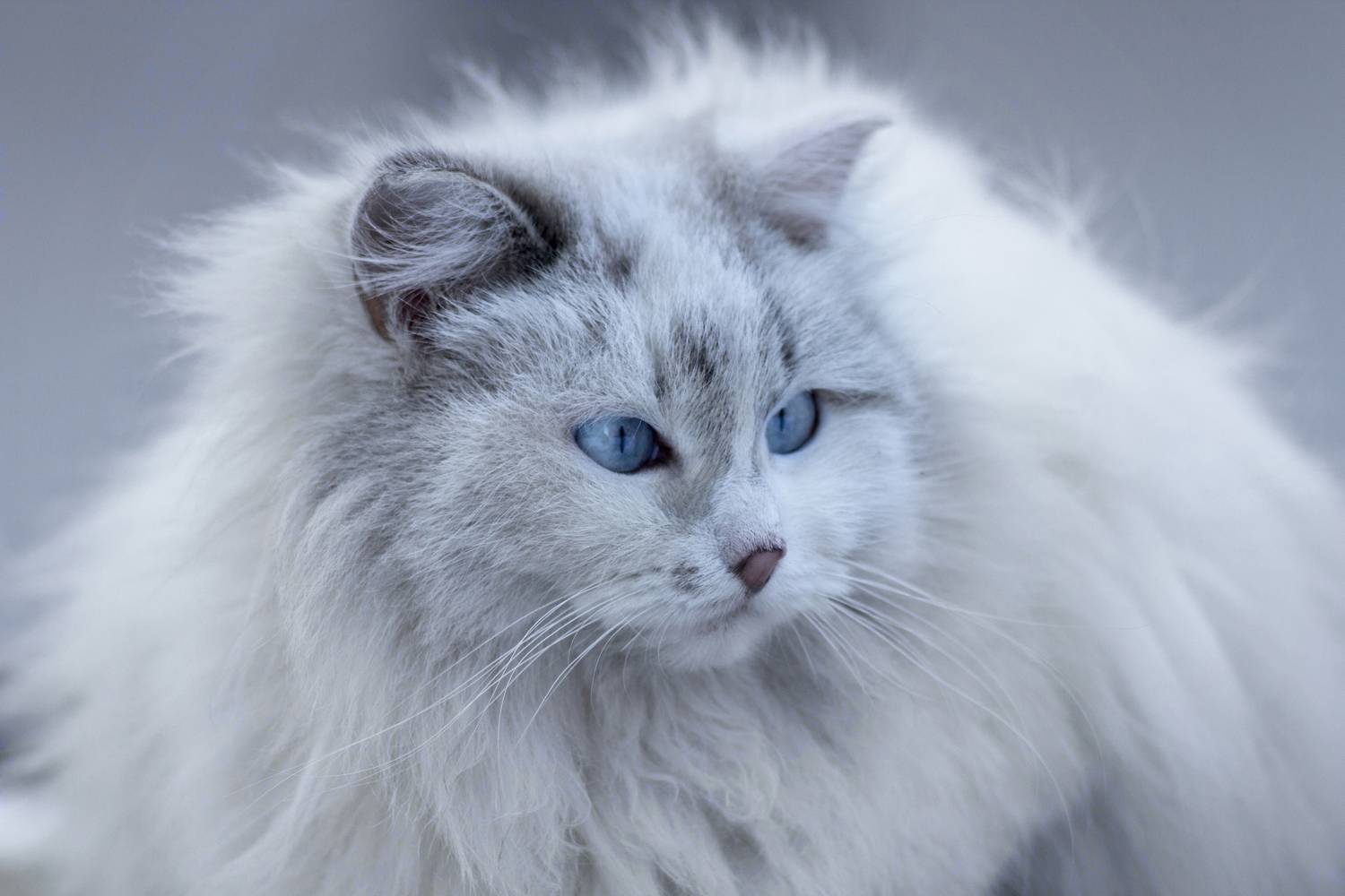 дворовая, кошка, Александр Канцур