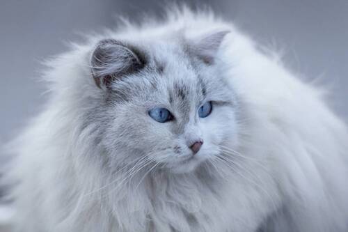 Снежная королева.