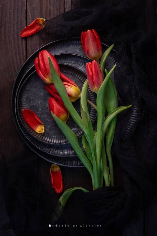 red, tulip, dark, light, black, flowers Red фото превью