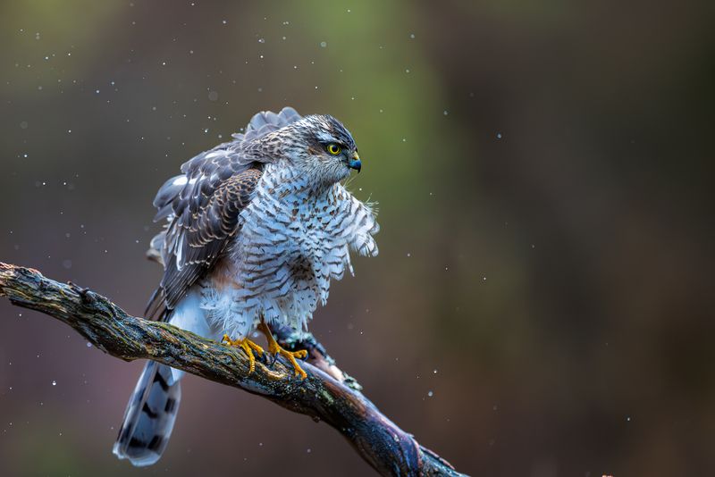 Eurasian sparrowhawk фото превью