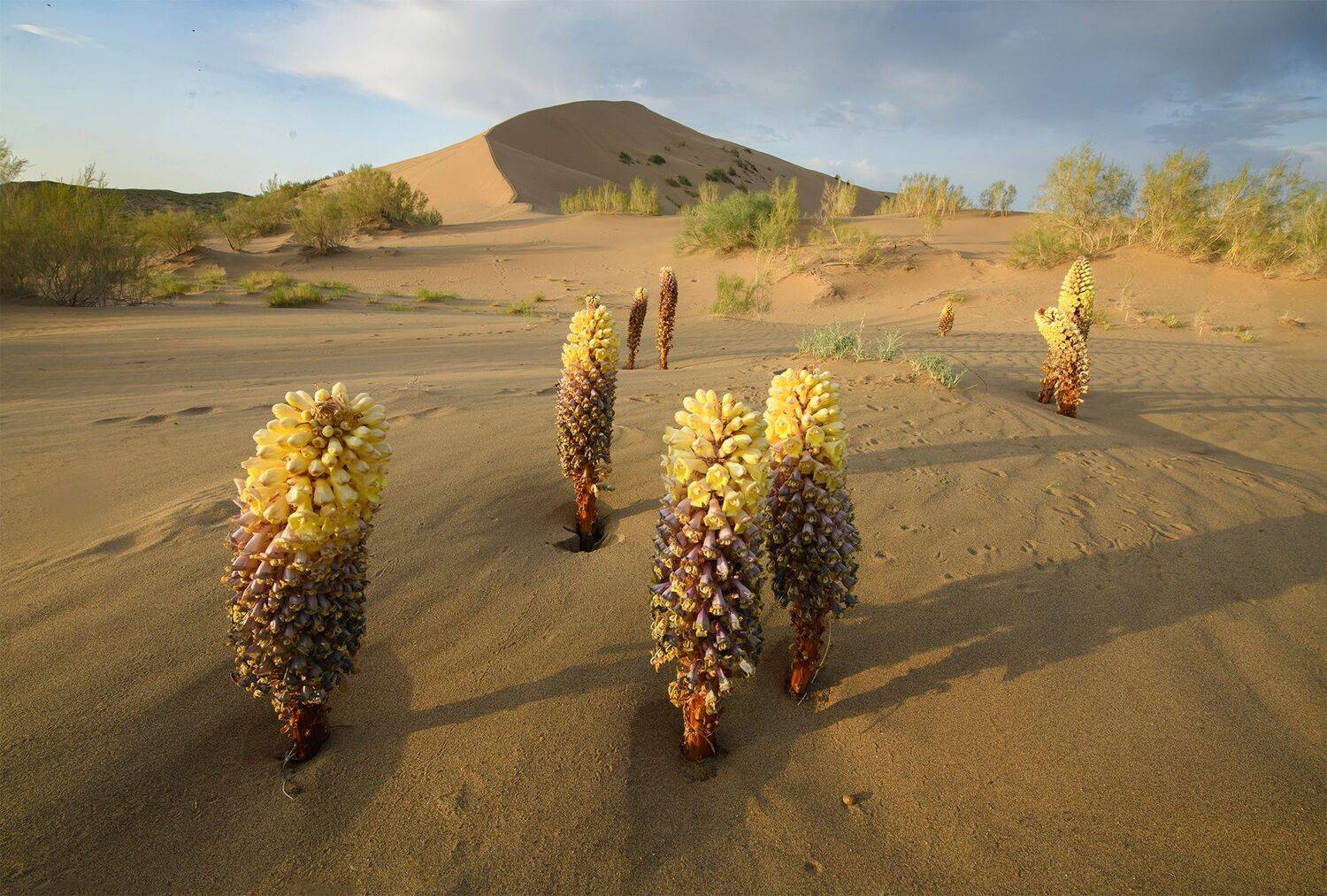 семиречье, Алтынемель, тяньшань, тянь_шань, алтын_емель, алтын_эмель, поющий_бархан, казахстан, фототур, Эдуард Кутыгин