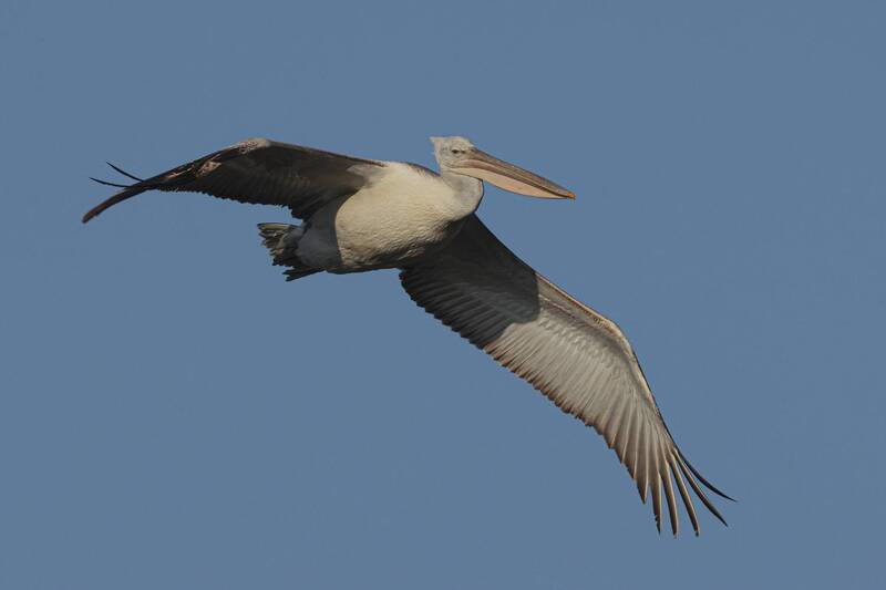 пеликан, озеро, озеро турали *** фото превью