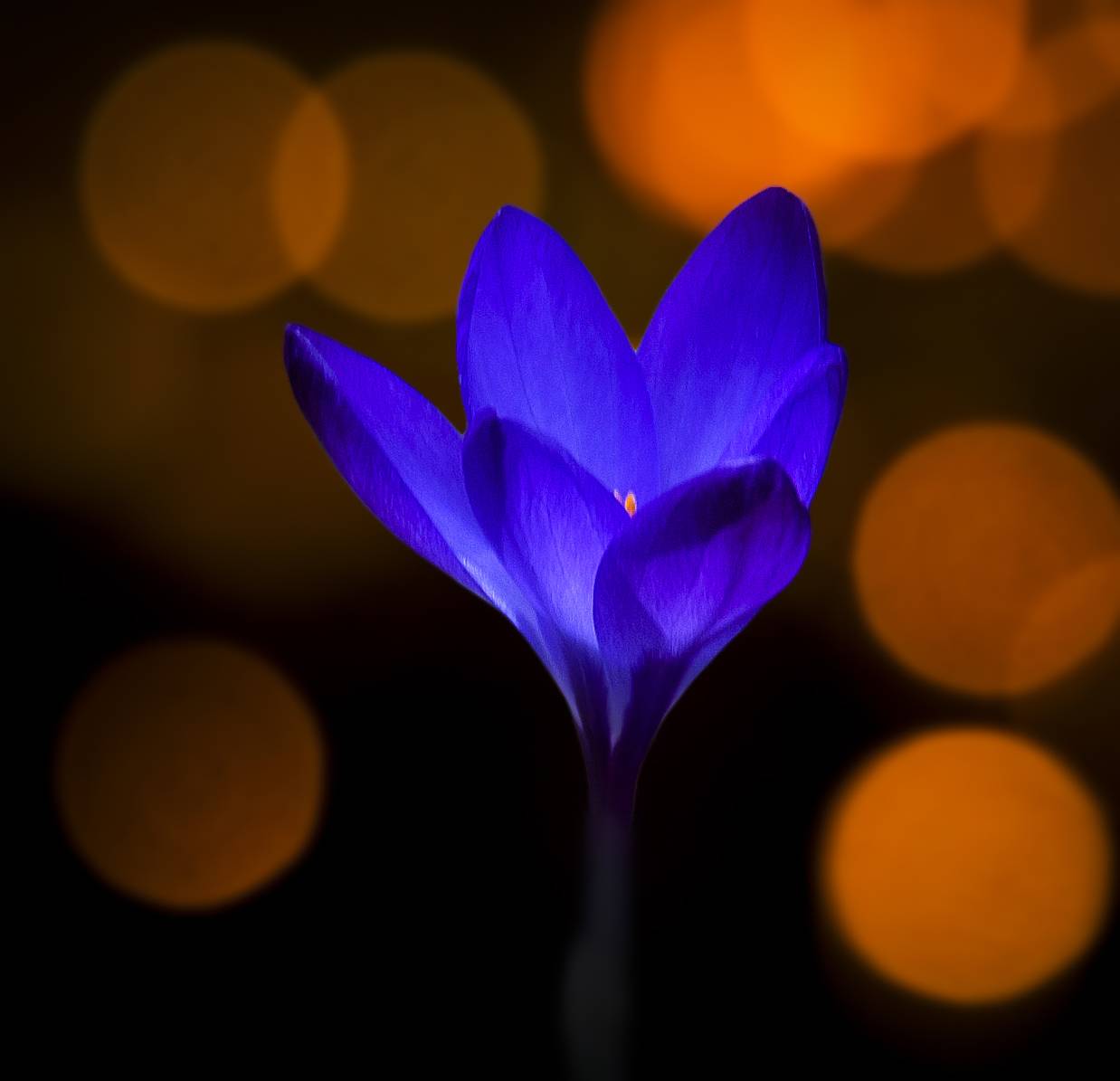 , Александр Беляев