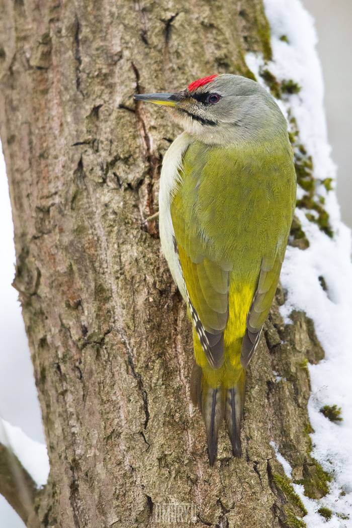 седой дятел, дятел, Дмитрий Доронин