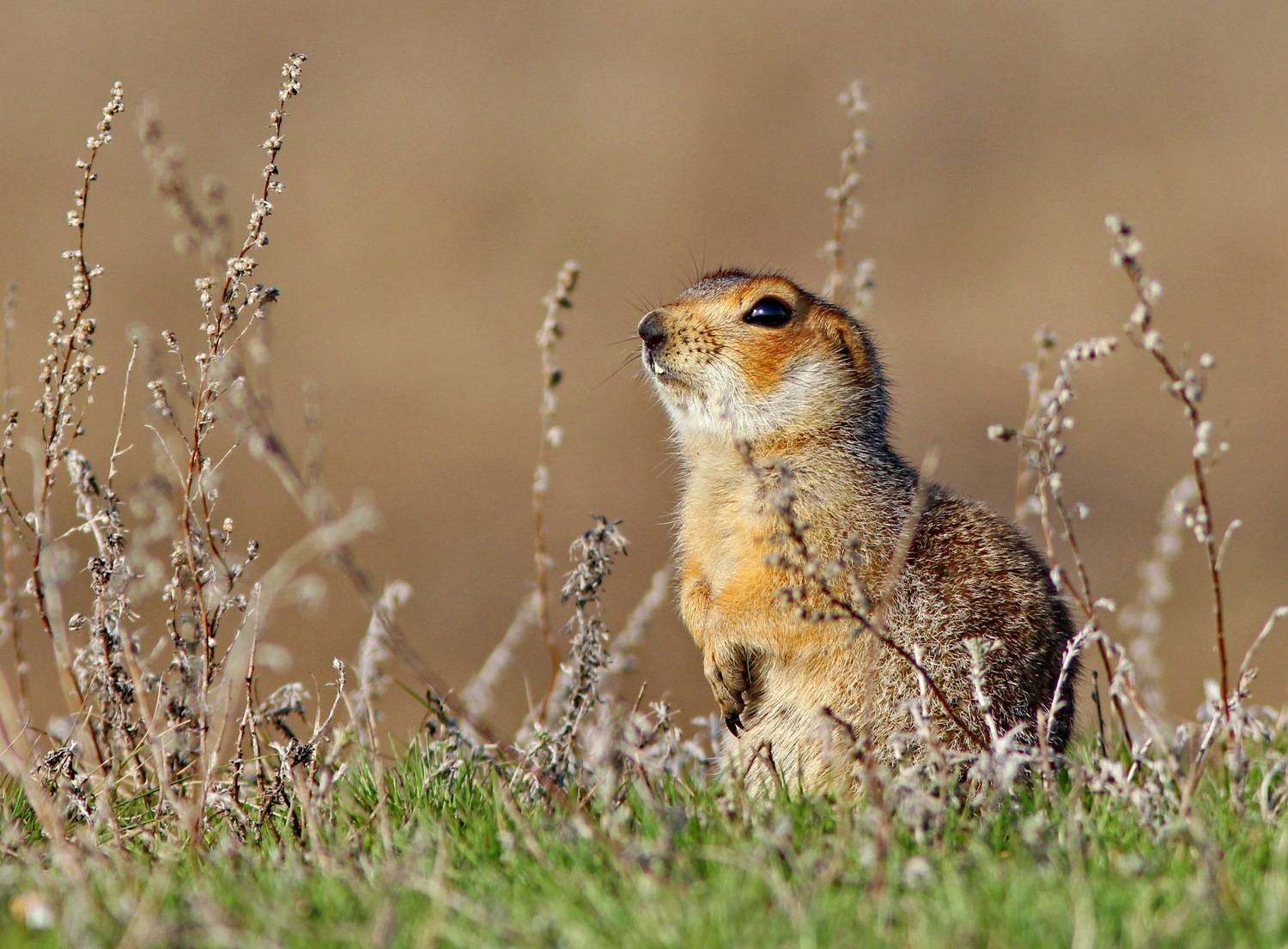 Суслик, животные ульяновска, СФДП, фотоохота, Софронов, фотографы ульяновска, Евгений Софронов