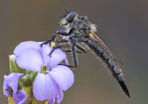 Ктырь(Asilidae)