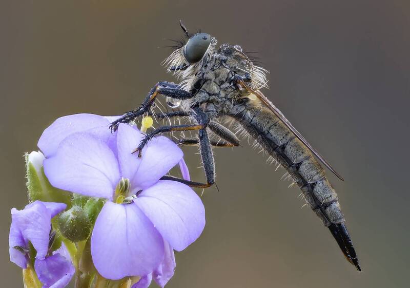 ктырь Ктырь(Asilidae) фото превью