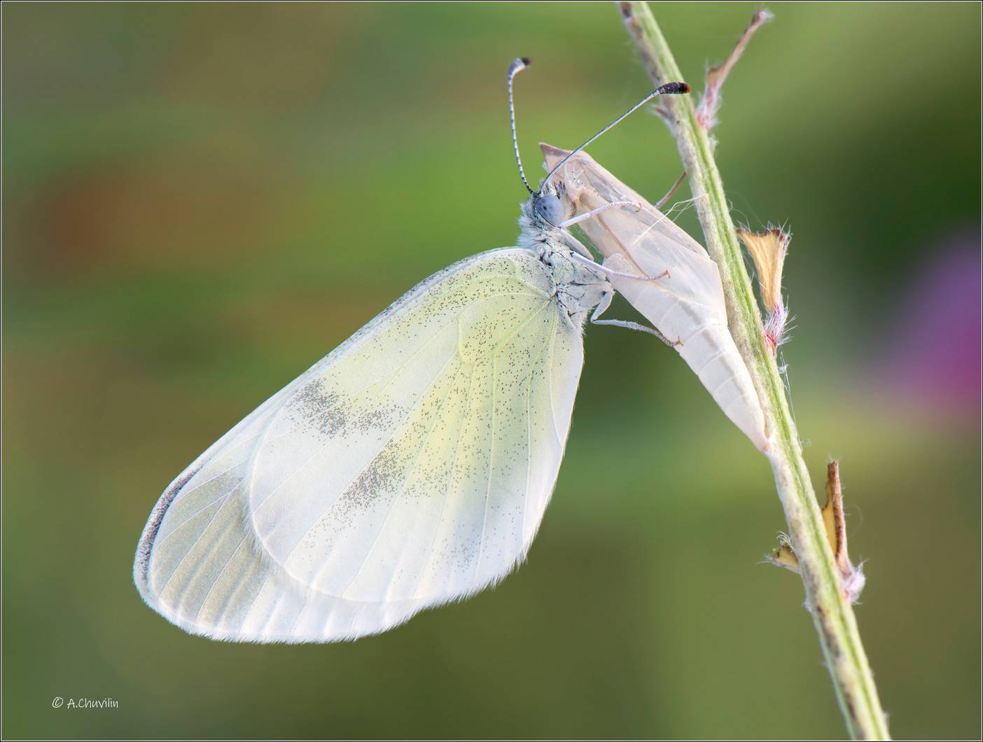 бабочка, куколка, день, рождения, белянка, горошковая, duponcheli, армения, Александр Чувилин