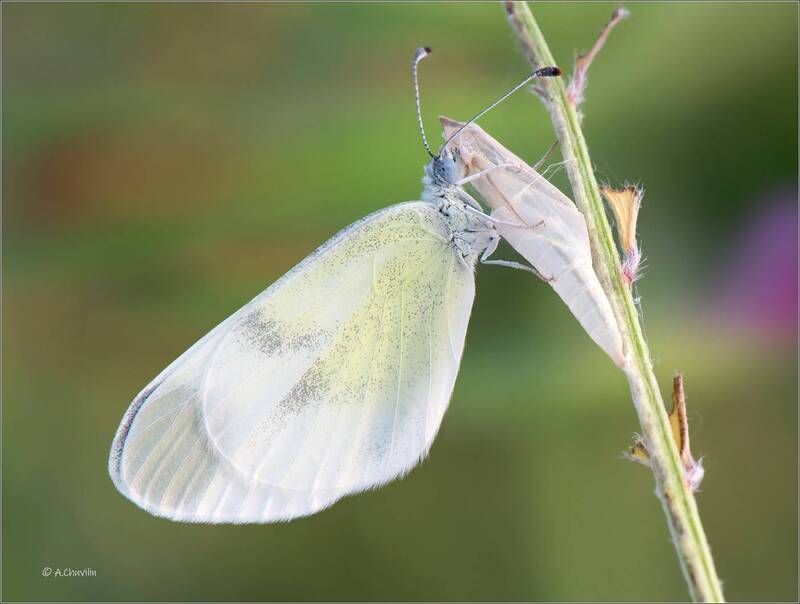 День рождения фото превью