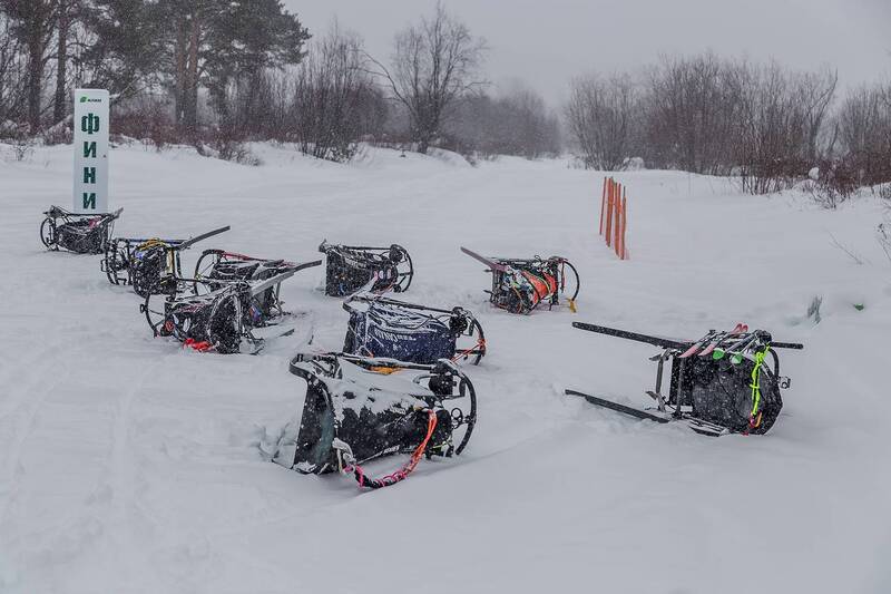 собаки, гонка, соревнование, снег, упряжка, каюр По мартовскому снегу. фото превью