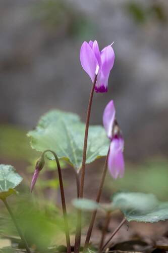 cyclamen flowers