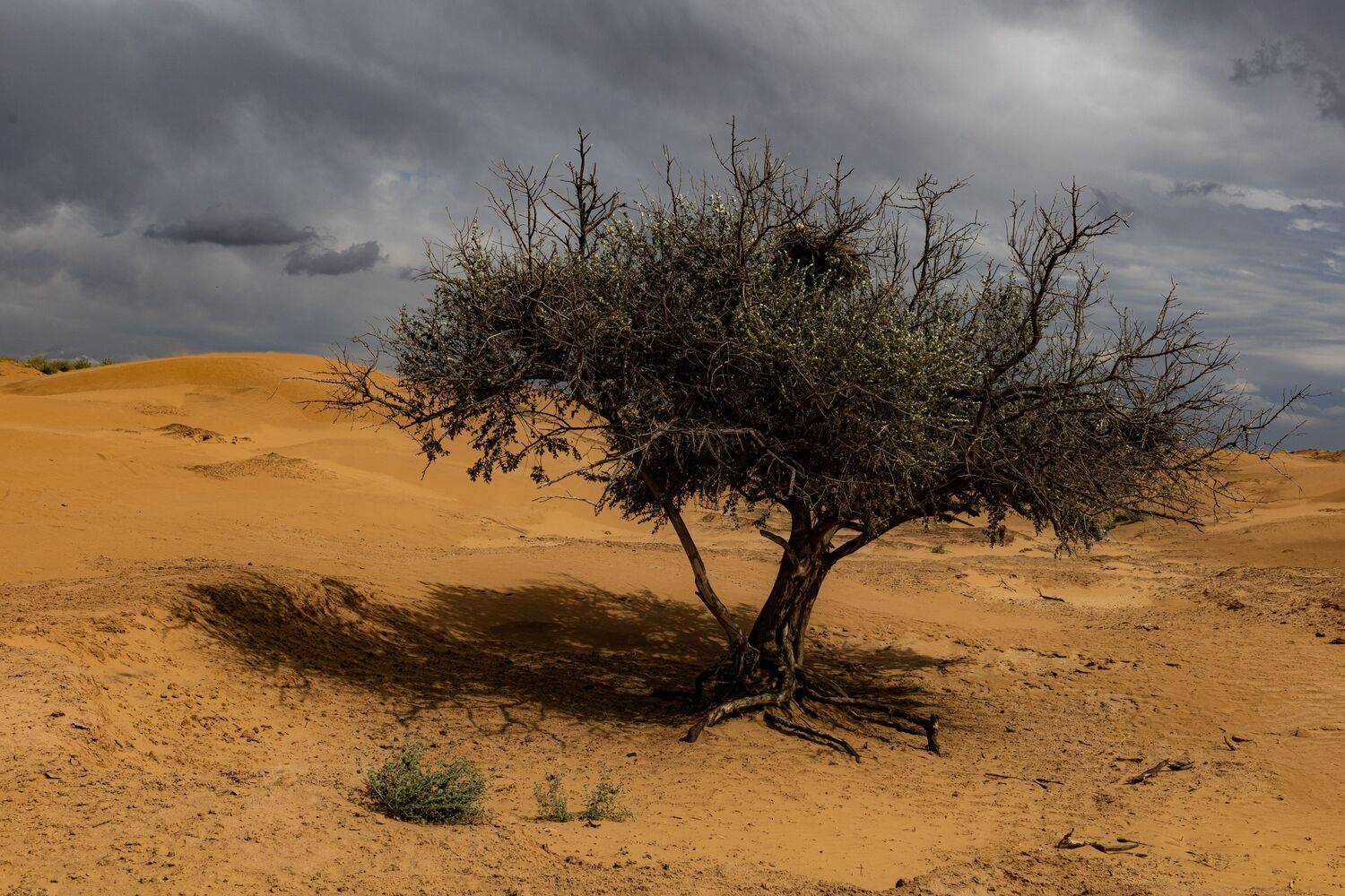 Бархан, Пейзаж, Пустыня, Дерево, Россия, Калмыкия, Природа, Elena Mogilevich