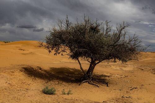 Одинокое дерево