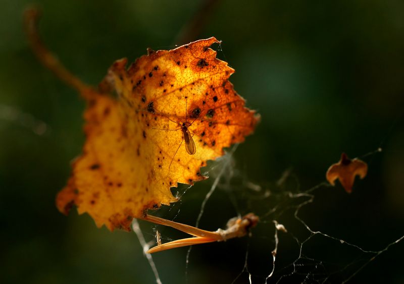 Комарик фото превью