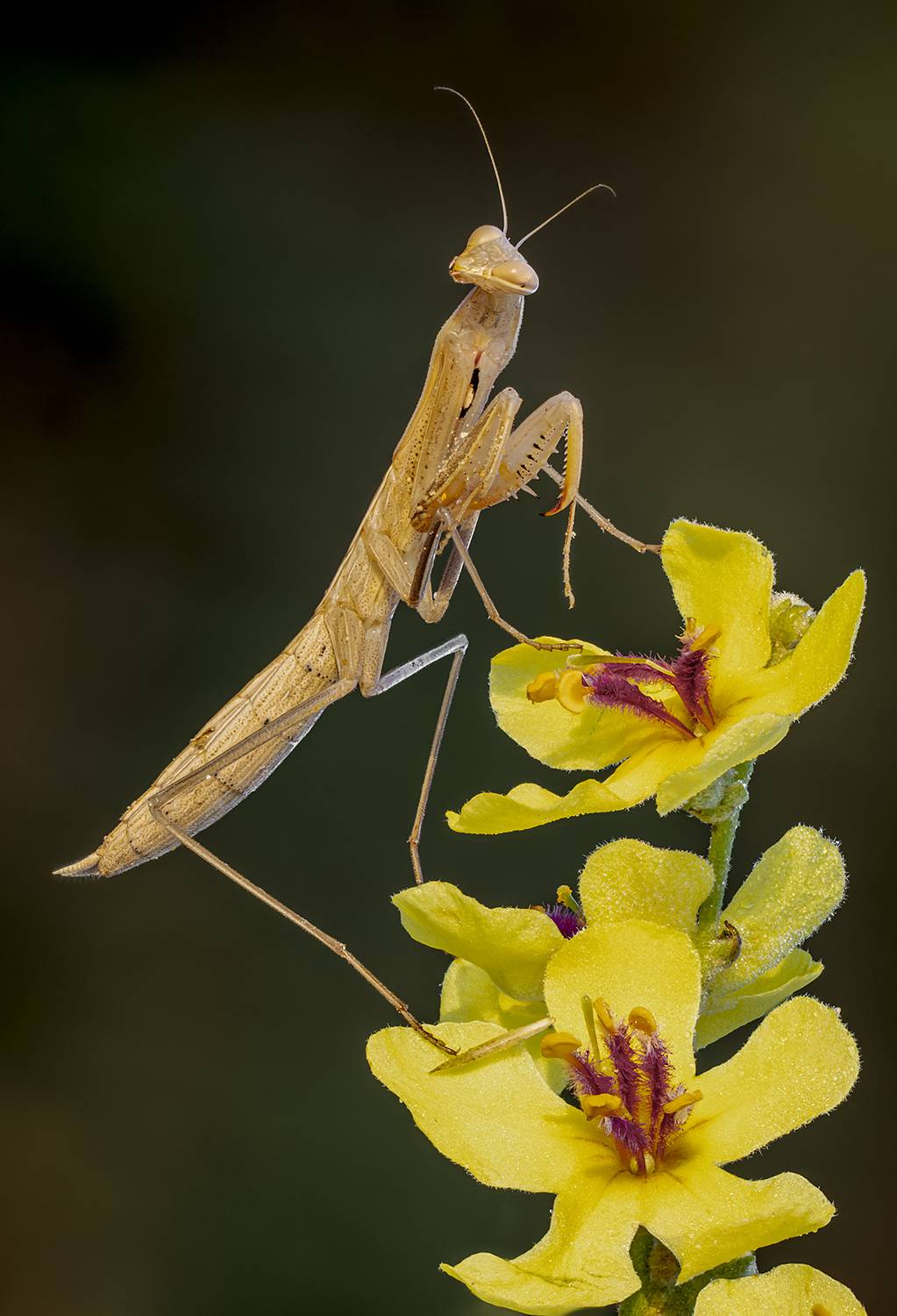 богомол, Alexsandr Grigoriev