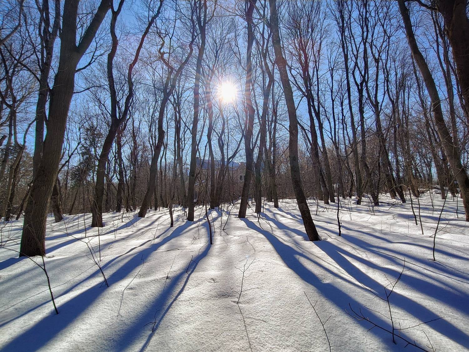 , Кондрашова Светлана