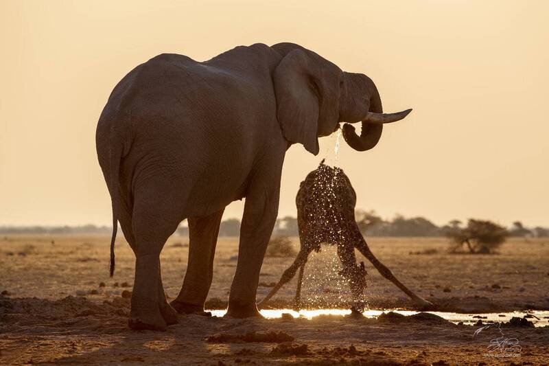 Слоны фото превью