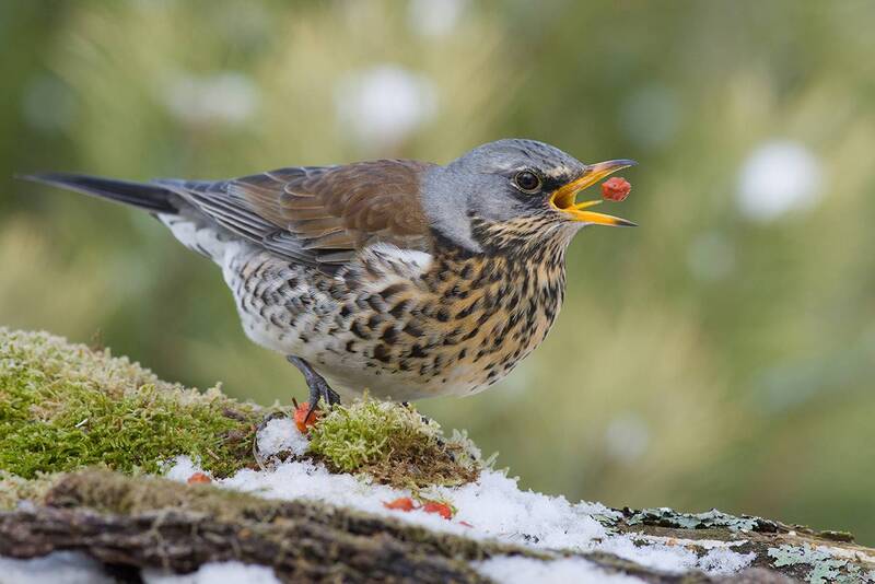 дрозд, рябинник, обед, февраль Ам! фото превью