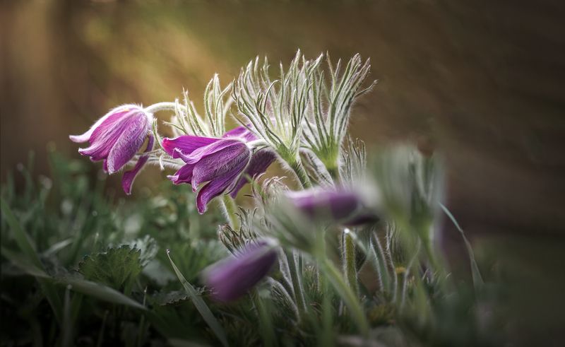 Поздравляю женщин с Праздником 8 Марта! фото превью
