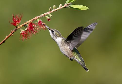 Ruby-throated Hummingbird female. Рубиновогорлый Колибри