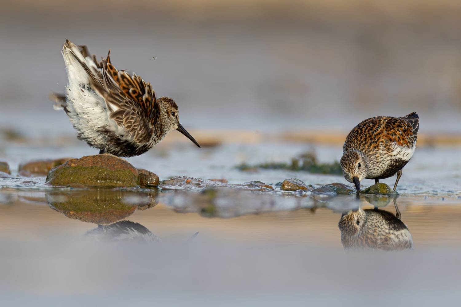 кулик, чернозобик, птицы, Ruslan Pl