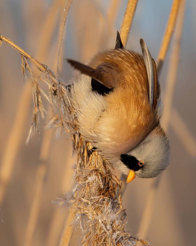 усатая синица, синица, птицы Вертихвост фото превью