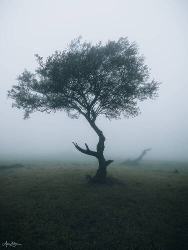 Misty Forest
