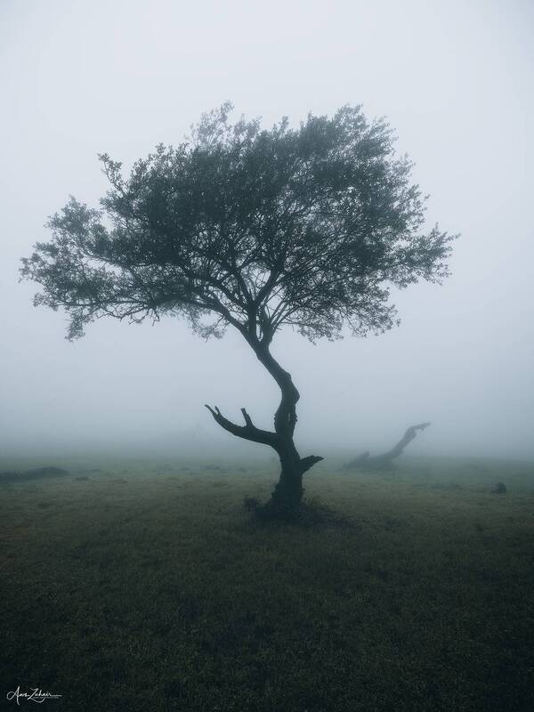 Misty Forest фото превью