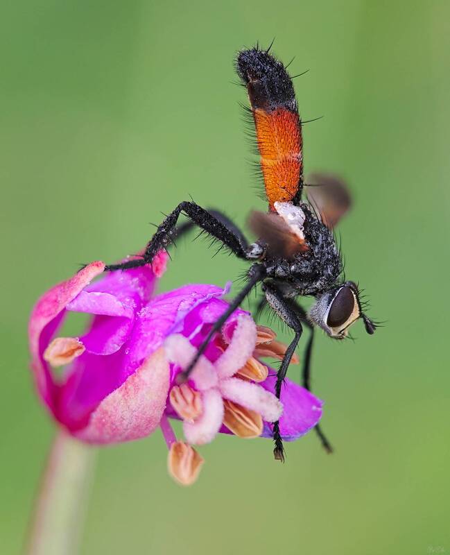 ежемуха #муха14 фото превью