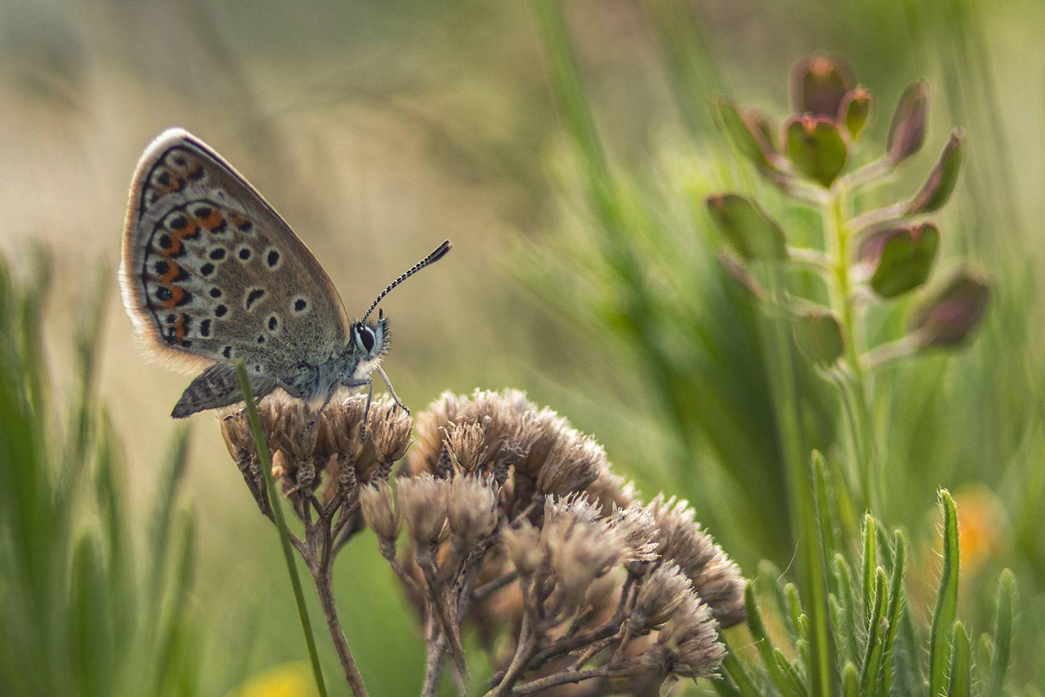 макро, бабочка, голубянка, Рябов Игорь