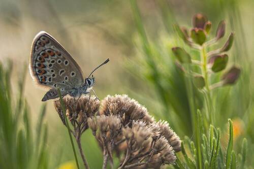 Про бабочку