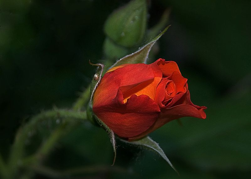 С праздником весны дорогие одноклубницы! фото превью