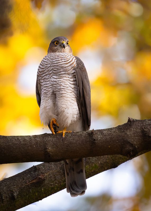 Sparrow-hawk фото превью